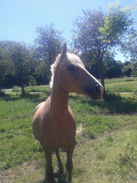 Palomino Anyska/ Nysse billede 4