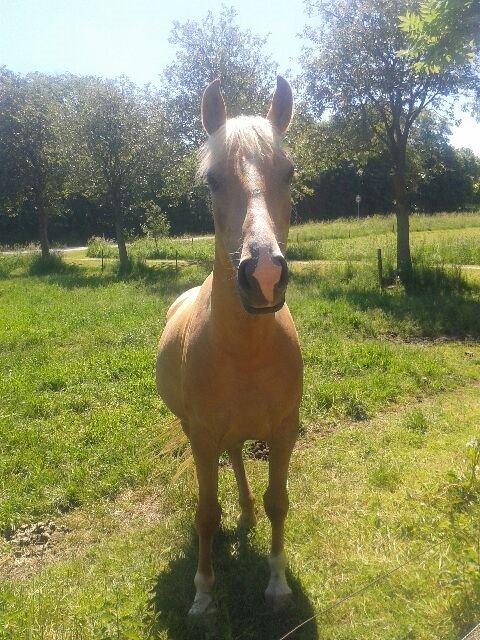 Palomino Anyska/ Nysse billede 3