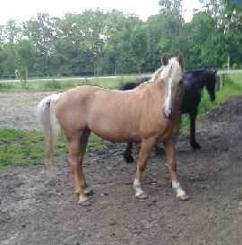 Palomino Anyska/ Nysse billede 5