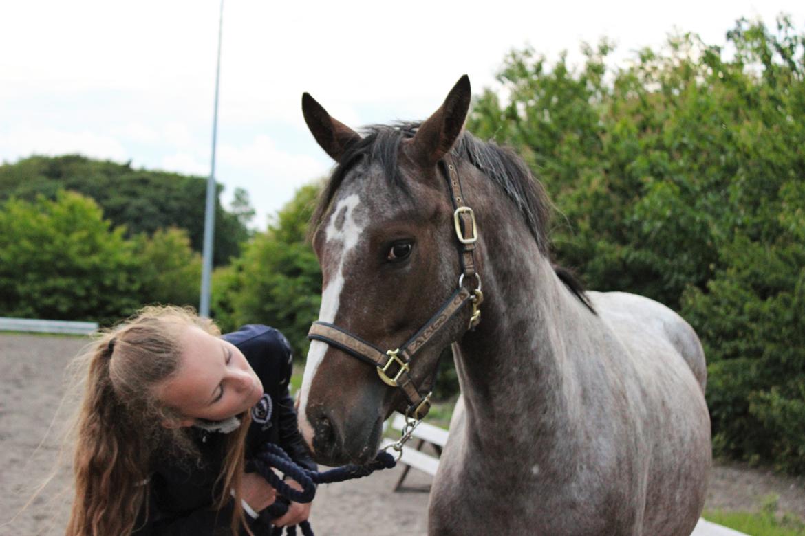 DSP Spotlight's Kira *LÅNE HEST* - ,, Hvad laver hun dog?" x') billede 6