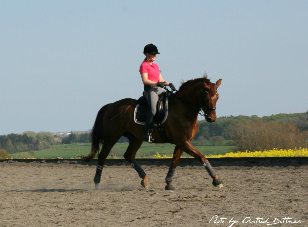 Dansk Varmblod Agenda billede 8