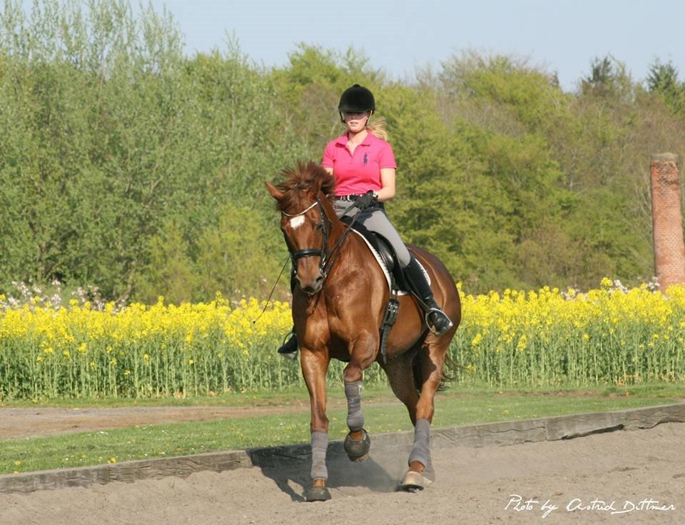 Dansk Varmblod Agenda billede 9