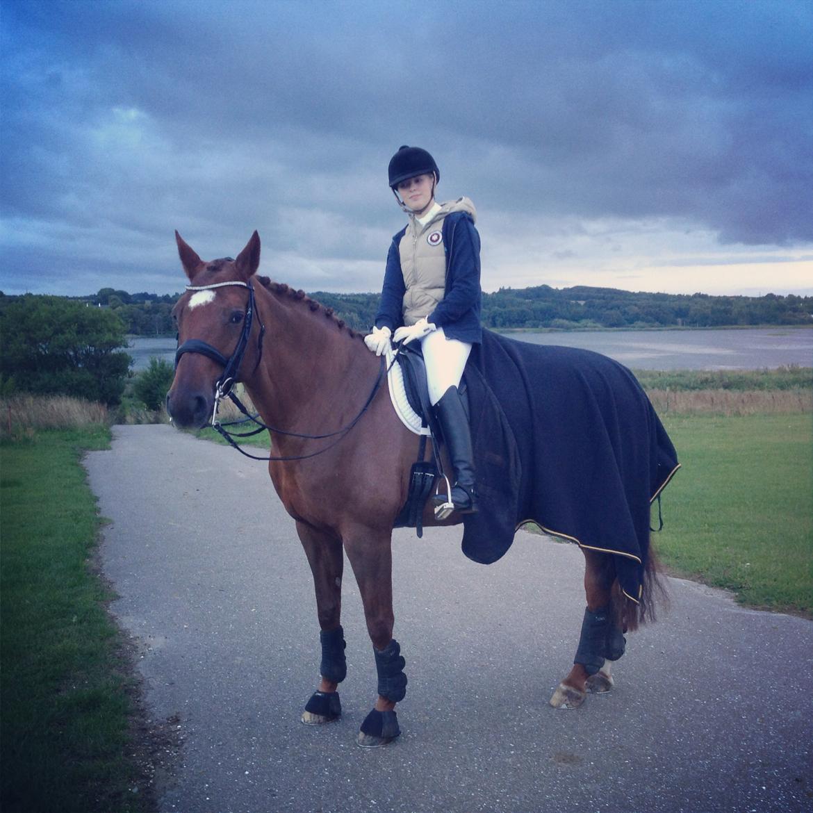 Dansk Varmblod Agenda billede 19