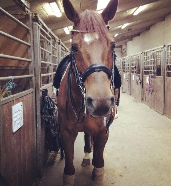 Dansk Varmblod Agenda billede 12