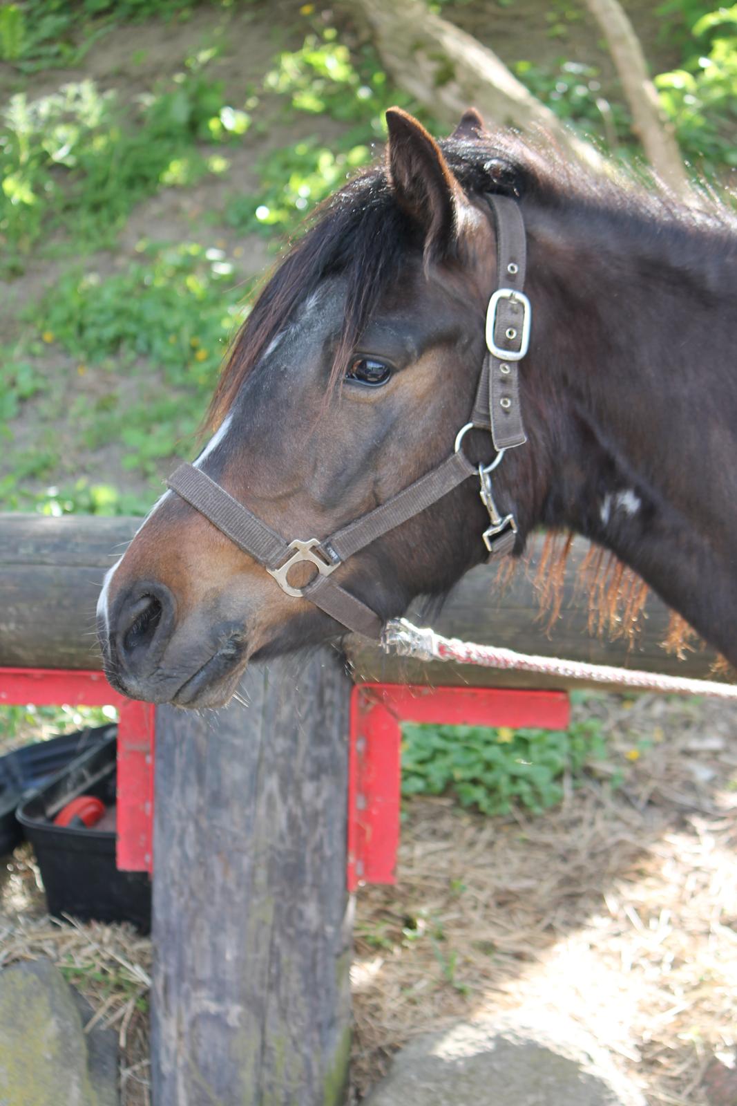 Pinto SHAMROCKS FOXY LADY [Tidl. Lånepony] - Gensyn med Lady, efter hun kom hjem til ejer. <3 billede 9