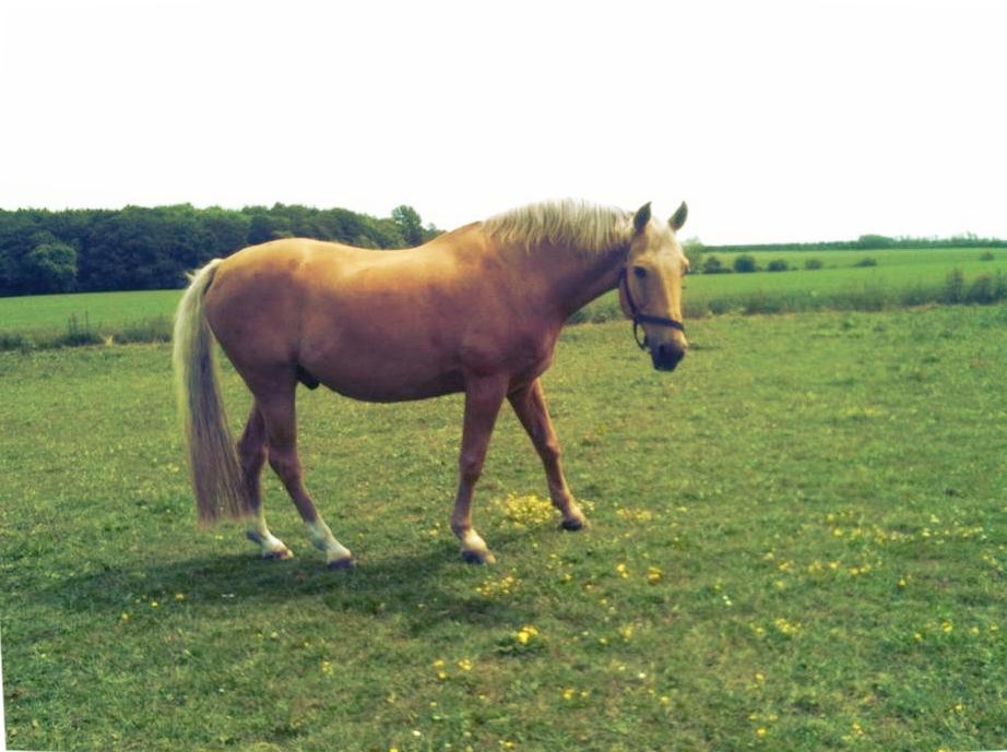 Palomino Amaretto billede 19