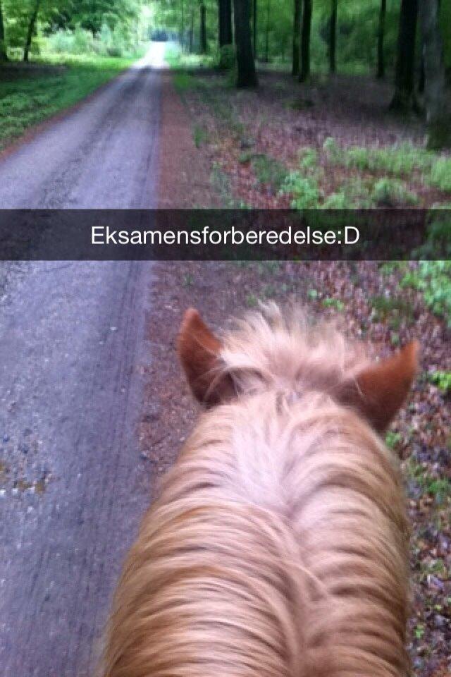 Islænder Sólfari fra Hjermind - Taget den 13. maj 2014 billede 16