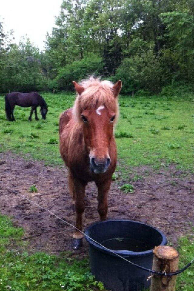 Islænder Sólfari fra Hjermind - Taget den 13. maj 2014 billede 17