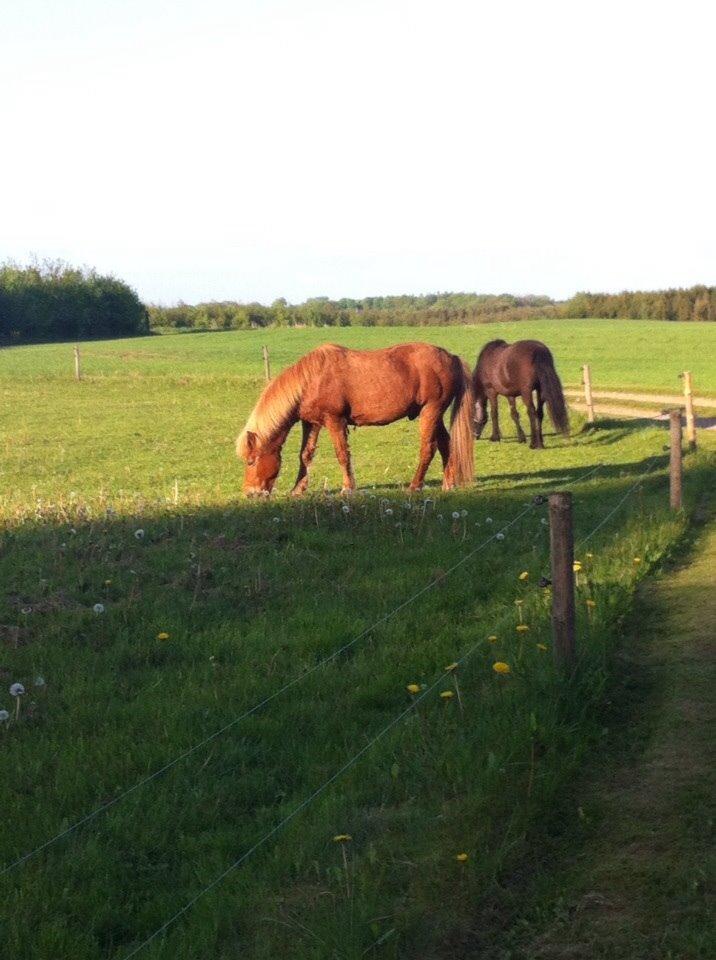Islænder Sólfari fra Hjermind - Taget maj 2014 billede 14