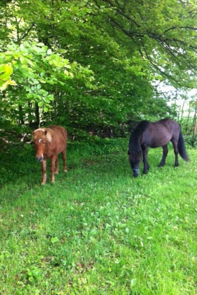 Islænder Sólfari fra Hjermind - Taget maj 2014 billede 15