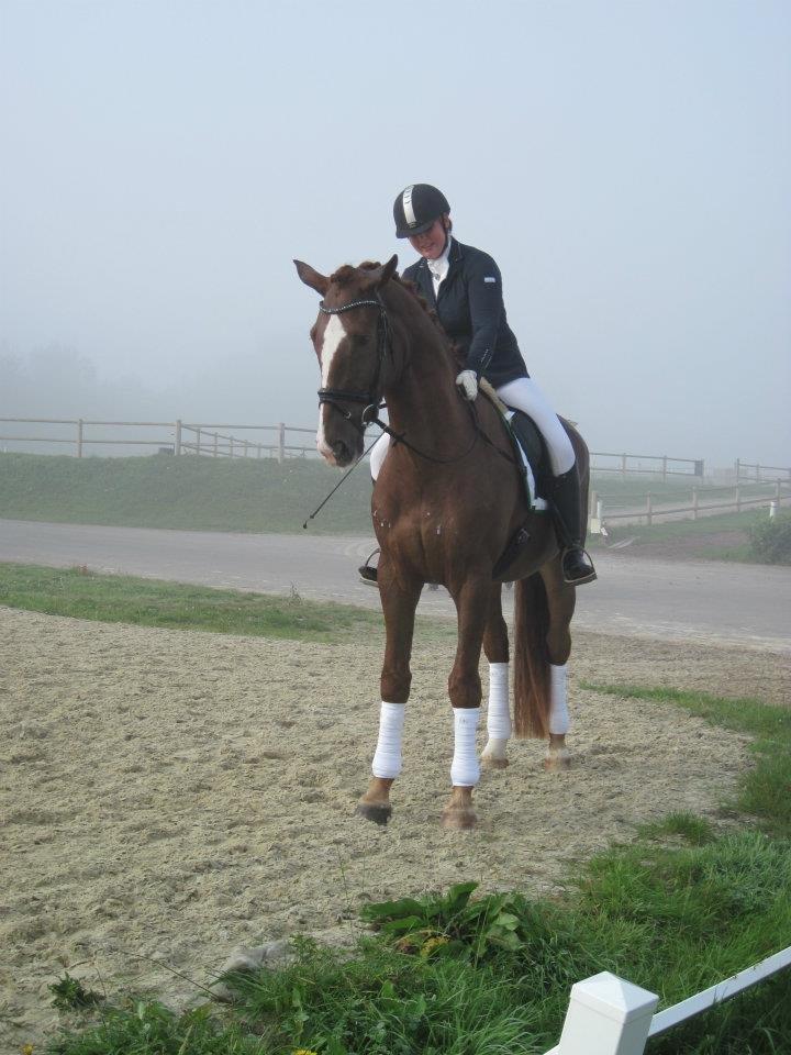 Dansk Varmblod Skovlund´s May-Dancer billede 2