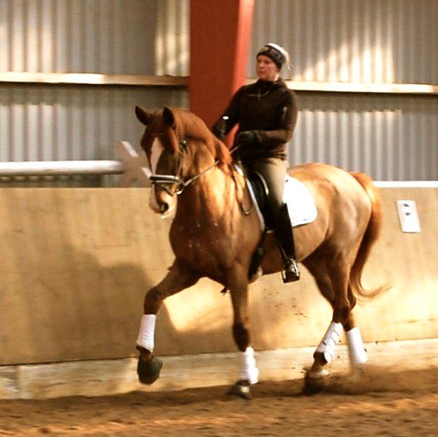 Dansk Varmblod Skovlund´s May-Dancer billede 3