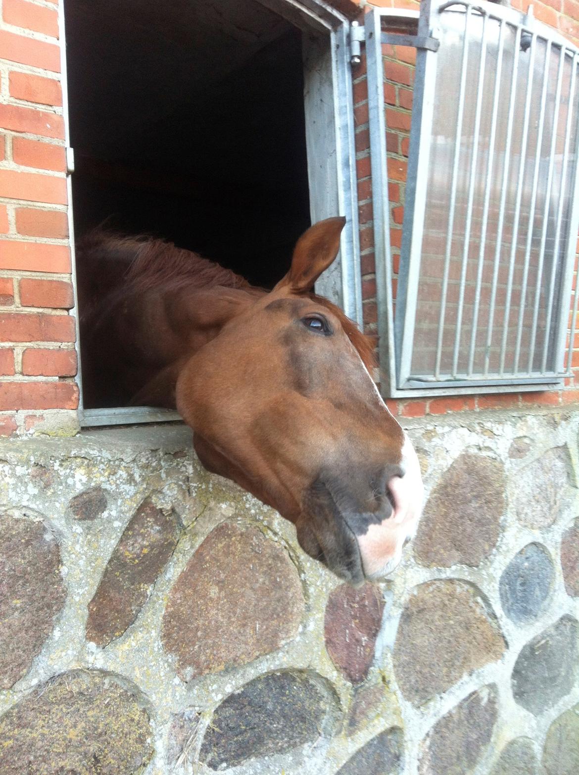 Dansk Varmblod Skovlund´s May-Dancer billede 4