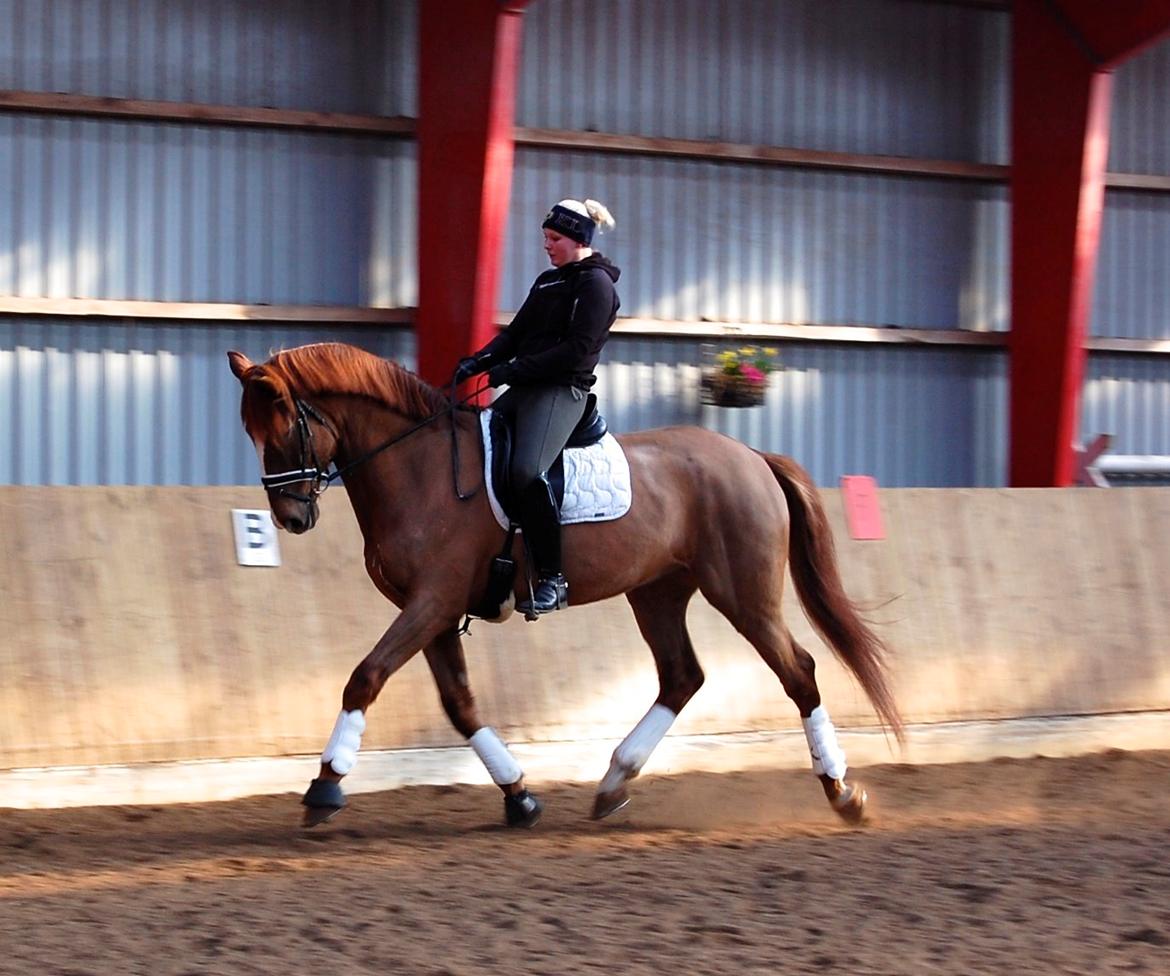 Dansk Varmblod Skovlund´s May-Dancer billede 6