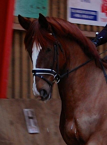 Dansk Varmblod Skovlund´s May-Dancer billede 7