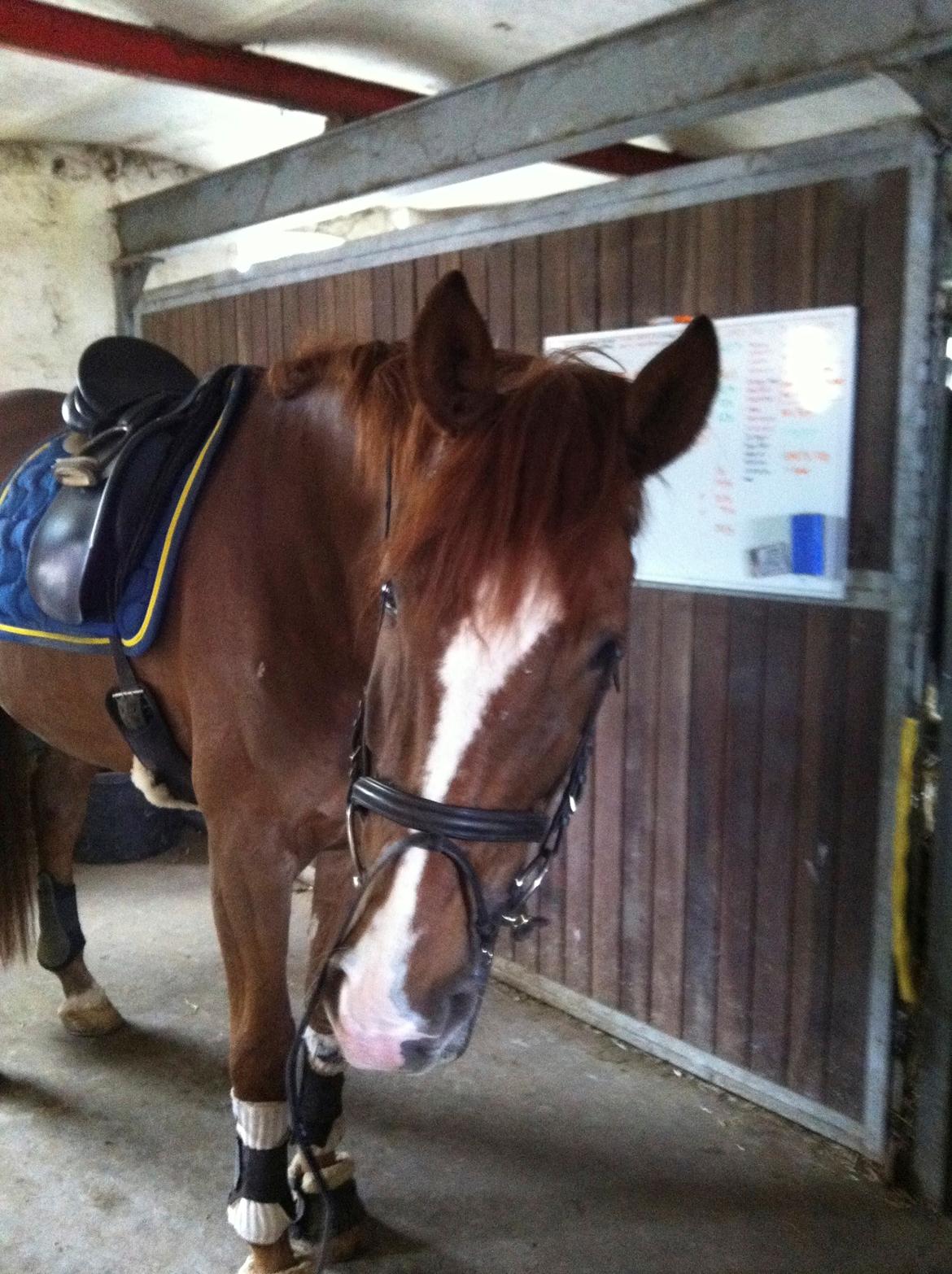 Dansk Varmblod Skovlund´s May-Dancer billede 5