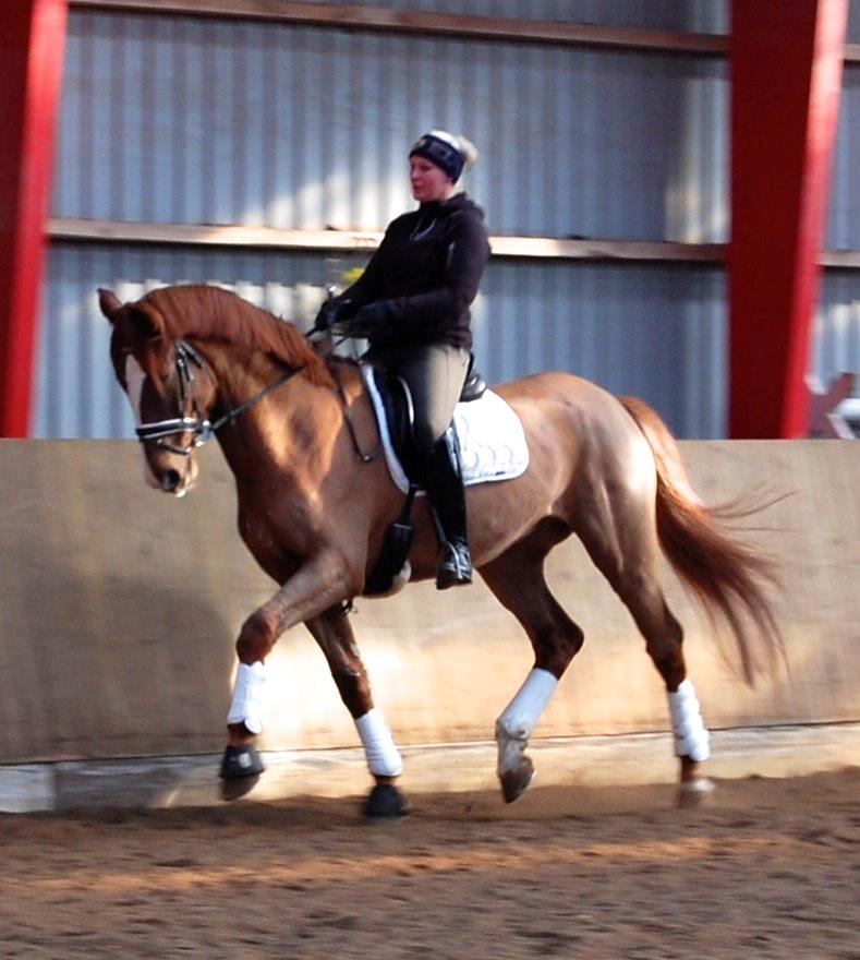 Dansk Varmblod Skovlund´s May-Dancer billede 8