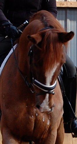 Dansk Varmblod Skovlund´s May-Dancer billede 9