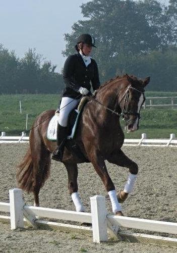 Dansk Varmblod Skovlund´s May-Dancer billede 10