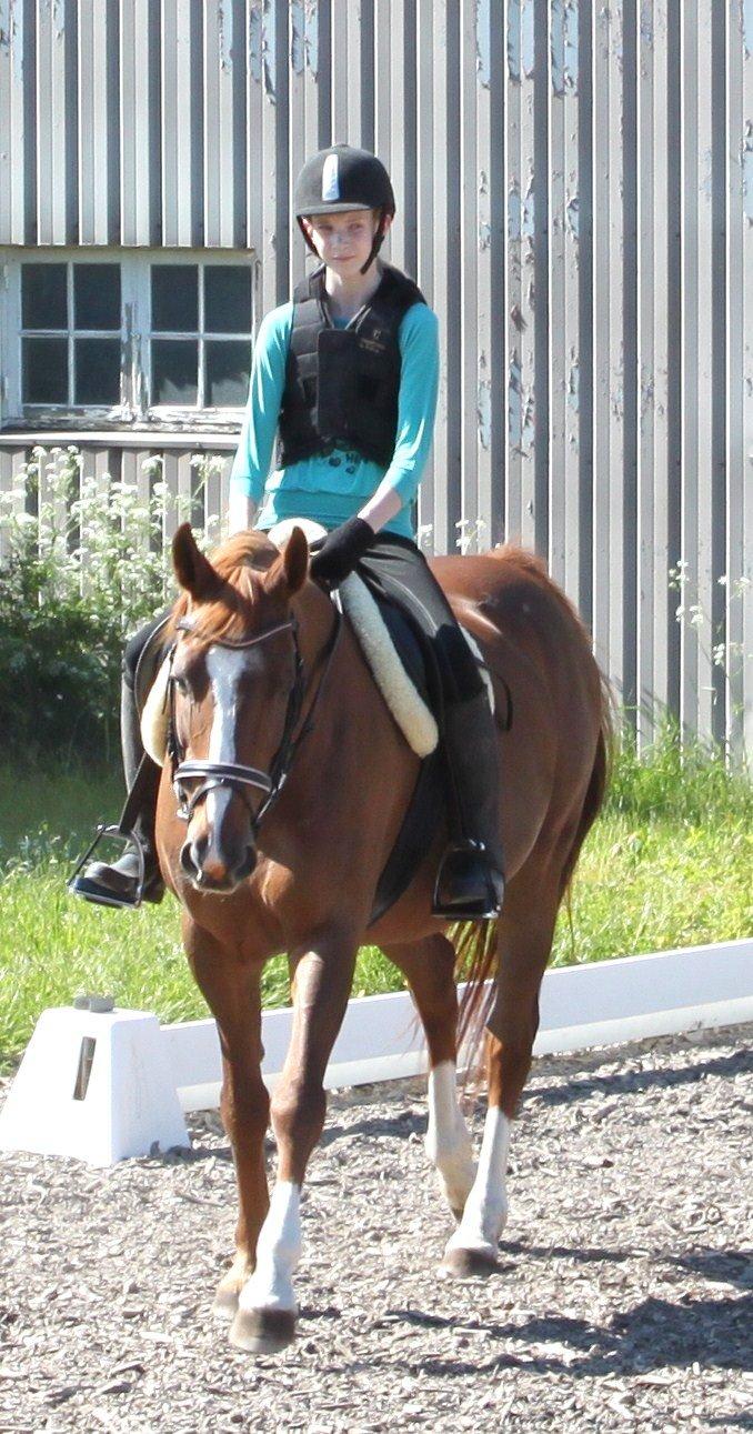 Dansk Varmblod Arizona billede 14