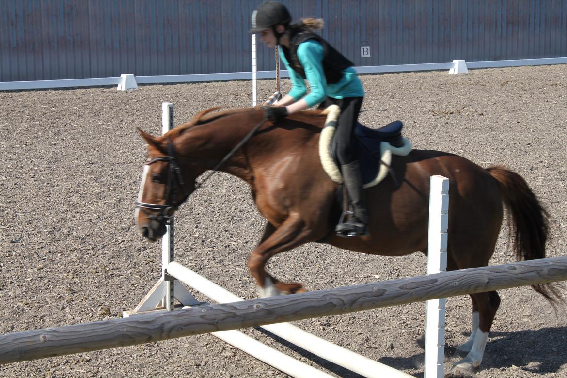 Dansk Varmblod Arizona billede 17