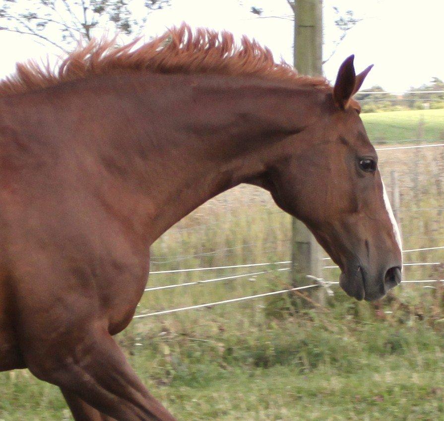 Dansk Varmblod Arizona billede 16