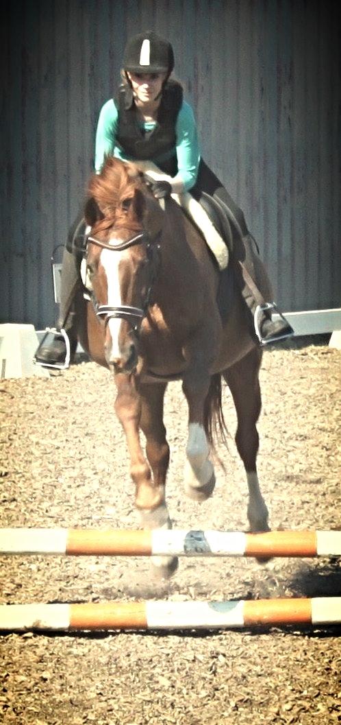 Dansk Varmblod Arizona billede 3