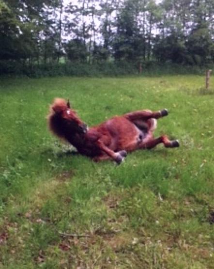 Islænder Sólfari fra Hjermind - Taget maj 2014 - I gang med at rulle sig :)  billede 2