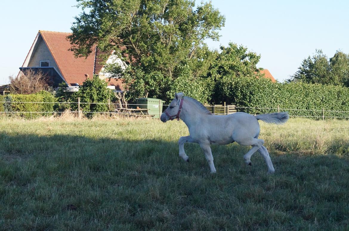 Fjordhest Højgaards Vanilla *Baby* Solgt - 14/6 2014 billede 35
