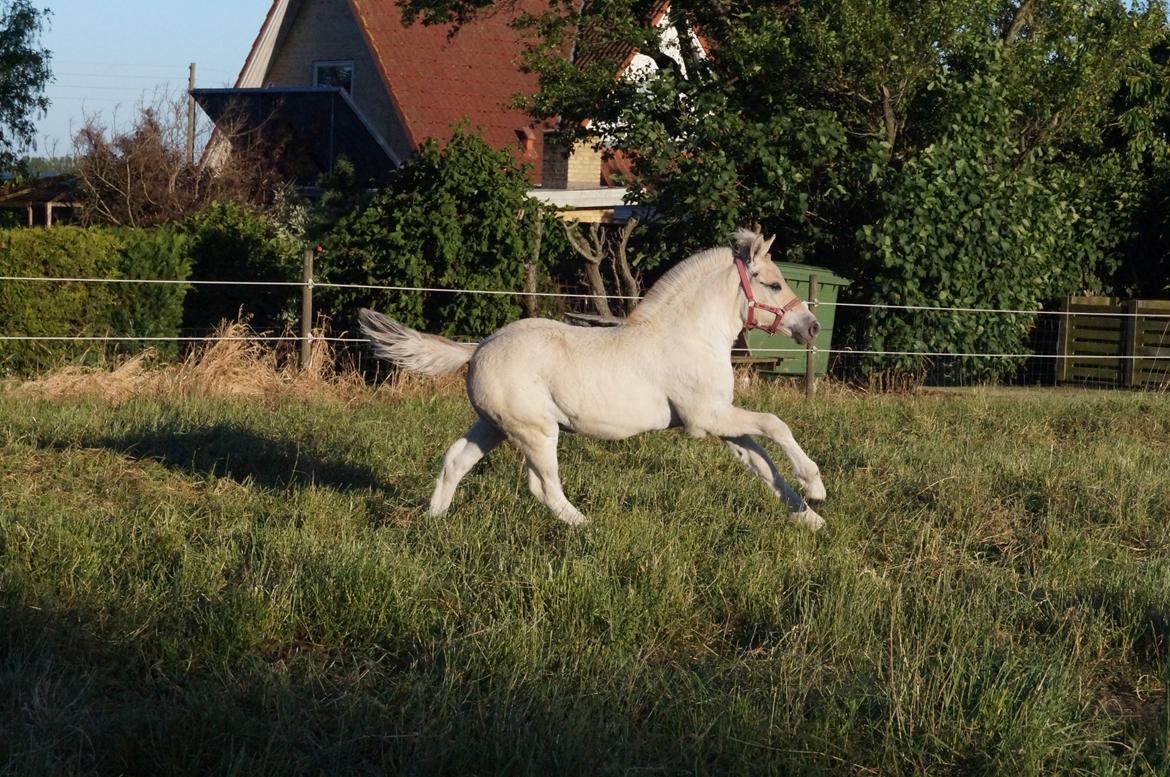 Fjordhest Højgaards Vanilla *Baby* Solgt - 14/6 2014 billede 37