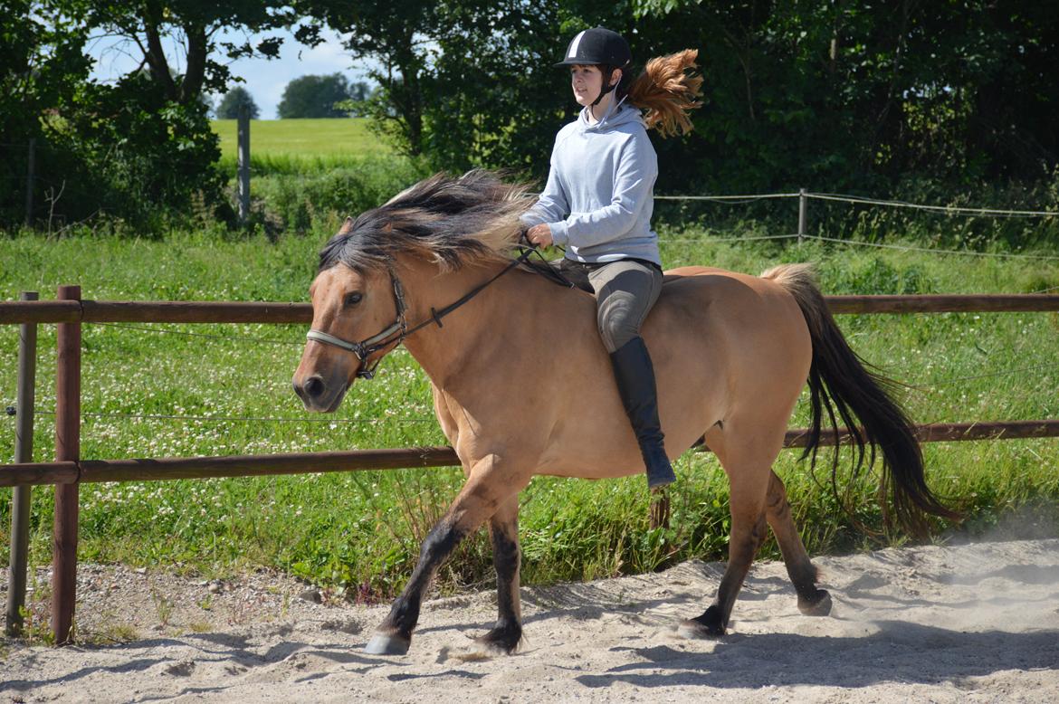 Anden særlig race Frej billede 11