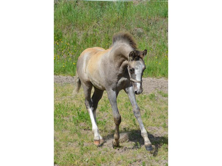 {{currentPhoto.altText}} billede {{currentPhoto.number}}