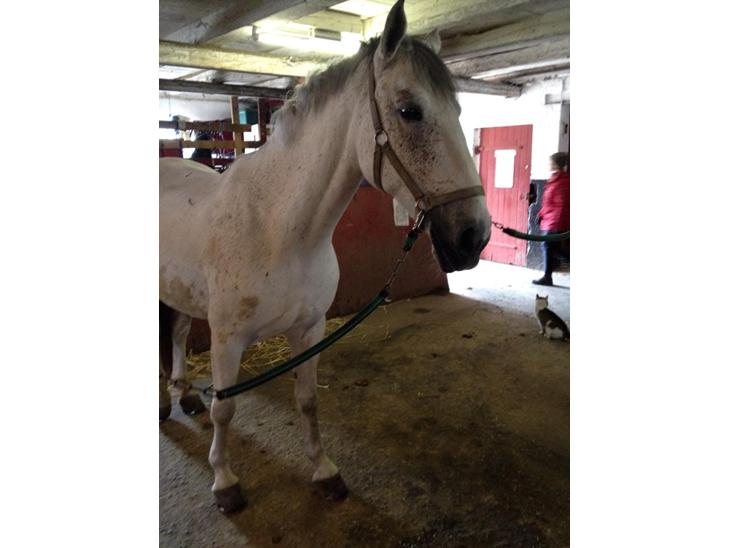 {{currentPhoto.altText}} billede {{currentPhoto.number}}