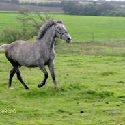 Anden særlig race Shadow - solgt-