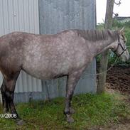 Anden særlig race Shadow - solgt-