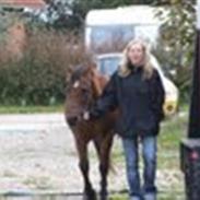 New Forest Stjerne R.I.P