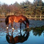 Oldenborg Rositta (Rosin) Solgt