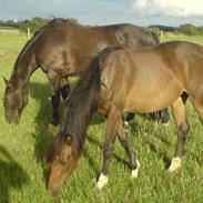 Anden særlig race Tikki Monroe (solgt)