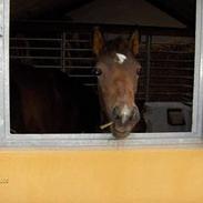 Anden særlig race Tikki Monroe (solgt)