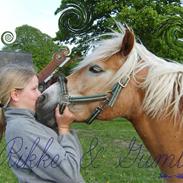 Haflinger Apache (Gumle) - Aflivet 