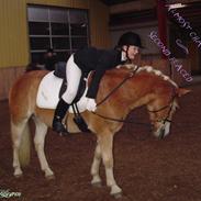 Haflinger Apache (Gumle) - Aflivet 