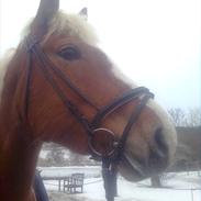 Haflinger Laura