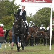 Dansk Varmblod Gastong SOLGT