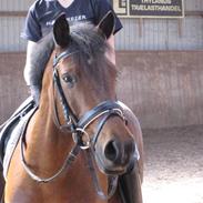 DSP Bæklunds Lango *SOLGT*