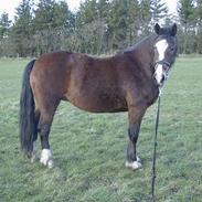 Welsh Cob (sec D) Chaminas Nikita