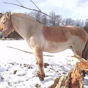 Fjordhest Rille Halsnæs