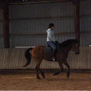 Anden særlig race Cheval