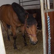 Anden særlig race Cheval