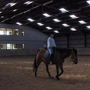 Anden særlig race Cheval