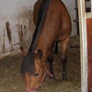 Anden særlig race Cheval